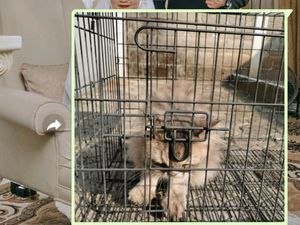 Kirim Foto Kualitas Tinggi Lewat WhatsApp? Bisa Banget!