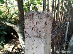 Ini Si Ulat Bulu yang Meresahkan Warga Pasuruan