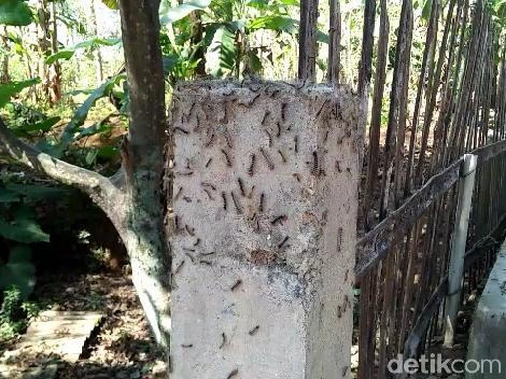 Ini Si Ulat Bulu yang Meresahkan Warga Pasuruan Ini Si Ulat Bulu yang Meresahkan Warga Pasuruan