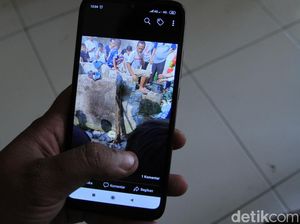 Ular Sanca Peliharaan Tewaskan Tuannya di Bandung, KLHK akan Cek Izin