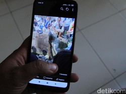 Ular Sanca Peliharaan Tewaskan Tuannya di Bandung, KLHK akan Cek Izin