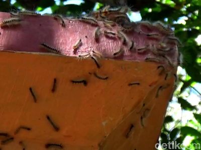 Teror Ulat Bulu di Pasuruan Serbu Masjid dan Sekolah