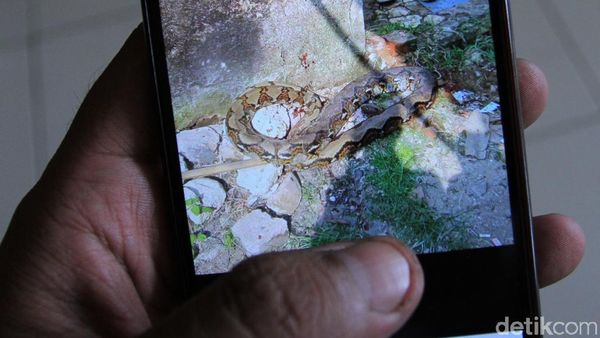Potret Ular Sanca yang Lilit Warga Bandung Hingga Tewas
