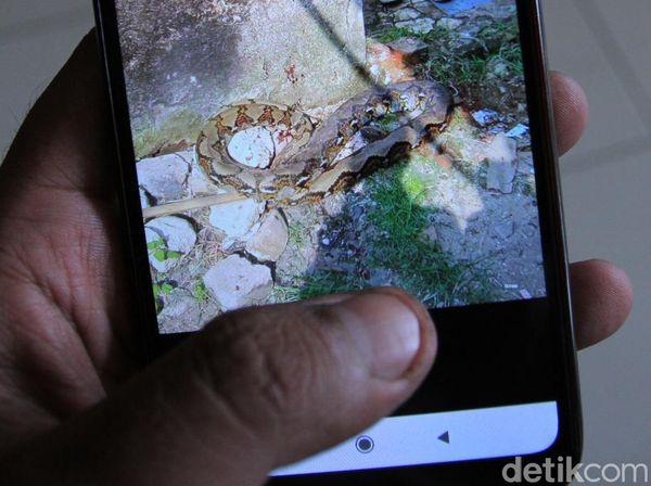 Potret Ular Sanca yang Lilit Warga Bandung Hingga Tewas