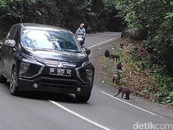TN Bantimurung-Bulusaraung Bantah Kera Endemik Maros Krisis Sumber Pangan