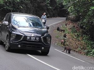 TN Bantimurung-Bulusaraung Bantah Kera Endemik Maros Krisis Sumber Pangan