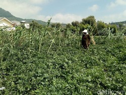 Asosiasi Nantikan Indonesia Bisa Swasembada Kentang Industri