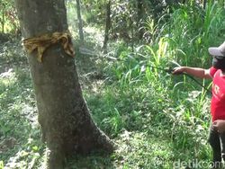 Ulat Bulu Resahkan Warga, Dinas Pertanian Pasuruan Janji Basmi Hingga Tuntas