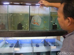 Potensi Bisnis Ikan Gupi yang Cuan hingga Rp 9 Juta per Bulan Potensi Bisnis Ikan Gupi yang Cuan hingga Rp 9 Juta per Bulan