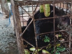 BKSDA Amankan Hewan Langka yang Masuk Perangkap Landak di Sumbar