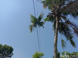 Warga Rembang Tewas Gosong Akibat Kesetrum Saat Memanjat Pohon