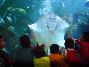 Libur Sekolah, Bisa Kemping Bawah Laut di Jakarta