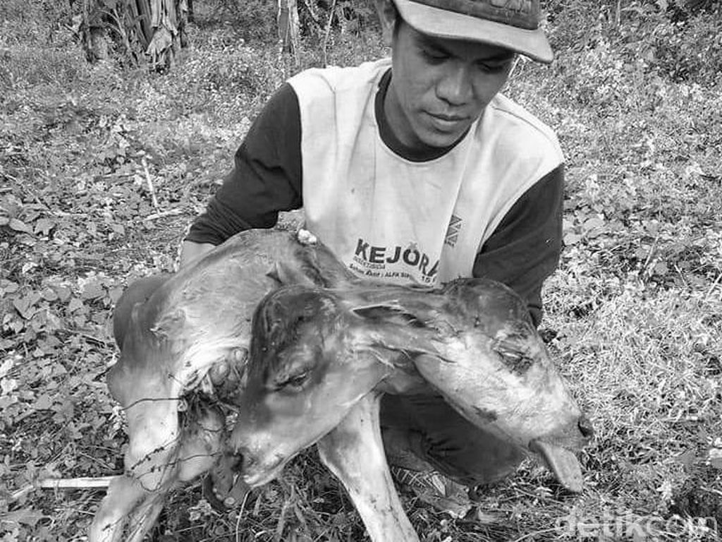 Anak Sapi Berkepala Dua Hebohkan Warga Bone Sulsel Anak Sapi Berkepala Dua Hebohkan Warga Bone Sulsel