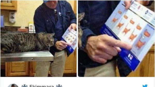 Kumpulan Foto Cuitan tentang Kucing Ini Bikin Gemas