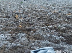 Dampak Embun Es Semakin Meluas ke Lahan Pertanian Kentang di Dieng