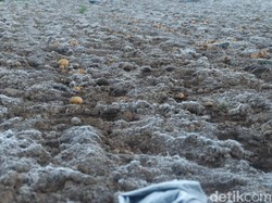 Dampak Embun Es Semakin Meluas ke Lahan Pertanian Kentang di Dieng