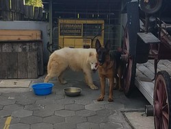 Agar Luka Tak Parah, Begini Respons Hadapi Anjing yang Menggigit