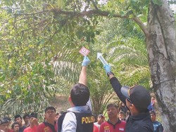 Pria Pembunuh Kekasih dan Gantung Mayat di Pohon Ditangkap Polres Mamuju