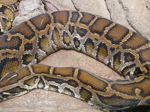 4 Ular yang Dilindungi di Indonesia, Apakah Kobra Termasuk?