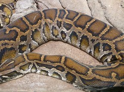 4 Ular yang Dilindungi di Indonesia, Apakah Kobra Termasuk?