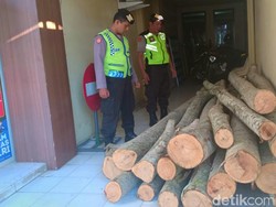 Curi 17 Batang Kayu Sengon di Trenggalek, Dua Pembalak Liar Diringkus
