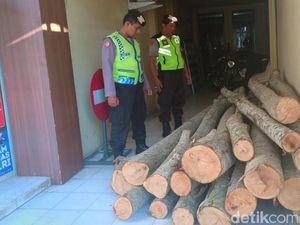 Curi 17 Batang Kayu Sengon di Trenggalek, Dua Pembalak Liar Diringkus Curi 17 Batang Kayu Sengon di Trenggalek, Dua Pembalak Liar Diringkus