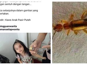 Ramai Broadcast Semut Charlie Gigiti Kulit, Hewan Apakah Itu? Ramai Broadcast Semut Charlie Gigiti Kulit, Hewan Apakah Itu?