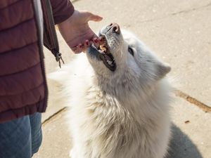 Terkena Jilatan Anjing, Wanita Ini Kehilangan Lengan dan Kakinya Terkena Jilatan Anjing, Wanita Ini Kehilangan Lengan dan Kakinya