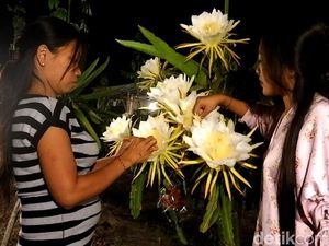 Gemerlapnya Kebun Buah Naga Ini di Malam Hari