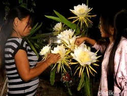 Gemerlapnya Kebun Buah Naga Ini di Malam Hari