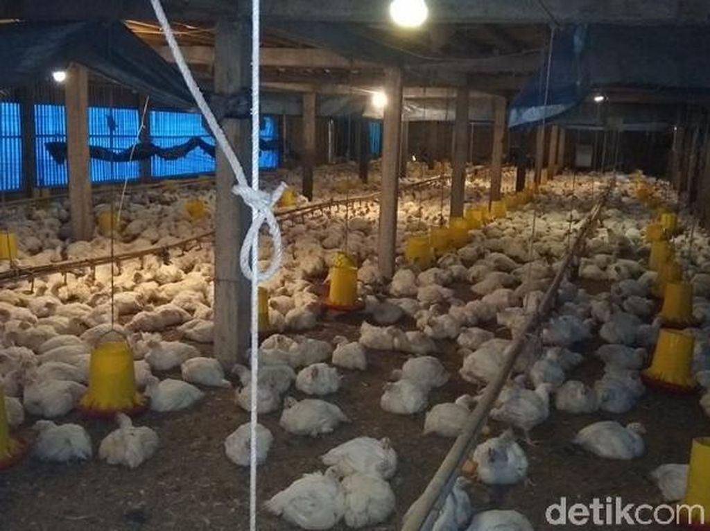 Kritik Kementan, Peternak: Perhitungan Produksi Ayam Meleset! Kritik Kementan, Peternak: Perhitungan Produksi Ayam Meleset!