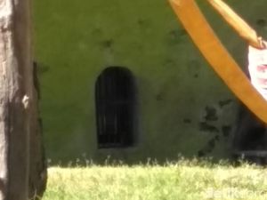 Video Keeper KBS Pukuli Orangutan Viral di Medsos