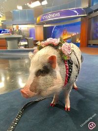 (San Fransisco Airport)