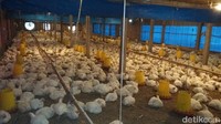 Peternak Teriak Harga Ayam di Kandang Anjlok!