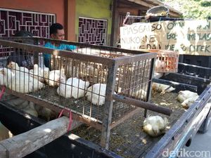 Rugi Rp 50 Juta Tiap Panen, Peternak Ayam di Blitar Siap Gulung Tikar