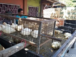 Rugi Rp 50 Juta Tiap Panen, Peternak Ayam di Blitar Siap Gulung Tikar