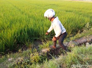 Nenek 77 Tahun di Boyolali Gagalkan Perampasan Cincin Emas