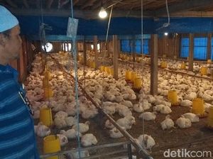 Harga Anjlok, Peternak Ayam di Magelang Menjerit Harga Anjlok, Peternak Ayam di Magelang Menjerit