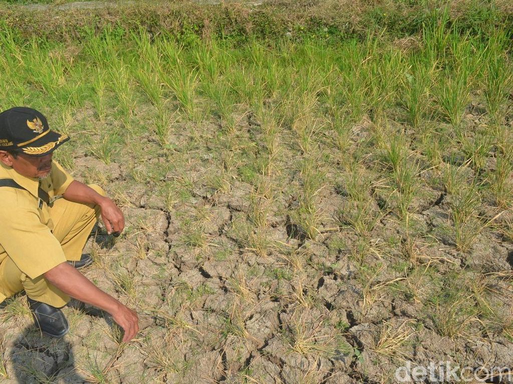 Alami Kekeringan, 15 Hektare Sawah di Mundu Cirebon Gagal Panen Alami Kekeringan, 15 Hektare Sawah di Mundu Cirebon Gagal Panen