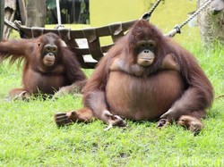 Ini Penjelasan KBS Soal Video Viral Keeper Pukuli Orangutan