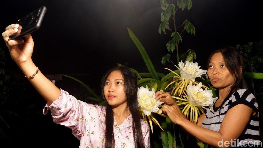Berburu Foto Instagramable di Kebun Buah Naga Pada Malam Hari Berburu Foto Instagramable di Kebun Buah Naga Pada Malam Hari
