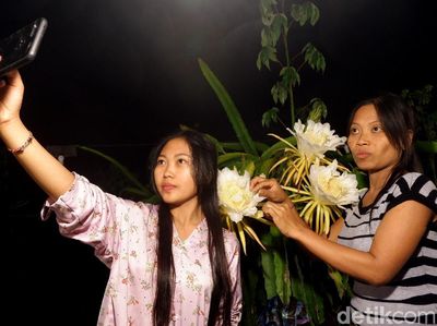 Berburu Foto Instagramable di Kebun Buah Naga Pada Malam Hari