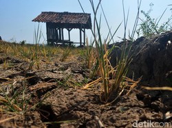 Bayang-bayang Krisis Pangan di Tengah Maraknya Urbanisasi