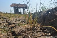 Alami Kekeringan, 15 Hektare Sawah di Mundu Cirebon Gagal Panen