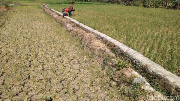 Belasan Hektar Sawah di Cirebon Kering Kerontang