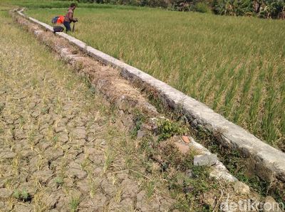 Belasan Hektar Sawah di Cirebon Kering Kerontang
