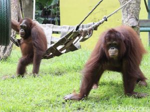 Damai, Orang Utan Koleksi Kebun Binatang Surabaya Mati
