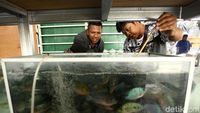 Penjual Ikan Hias di Trotoar Jatinegara Direlokasi