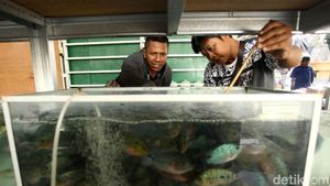 Penjual Ikan Hias di Trotoar Jatinegara Direlokasi