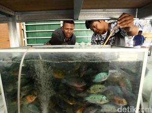 Penjual Ikan Hias di Trotoar Jatinegara Direlokasi
